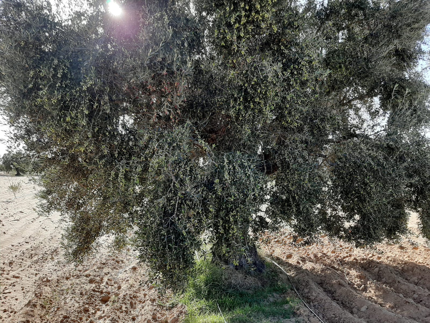 500 ml Frisches und neues Extra Virgin Olivenöl der neuen Ernte 2022/2023 - OLEA KOTTI befreundeter Olivenbauer - Chetoui Olivenbaum niedriger Säuregehalt & hohes Polyphenolgehalt