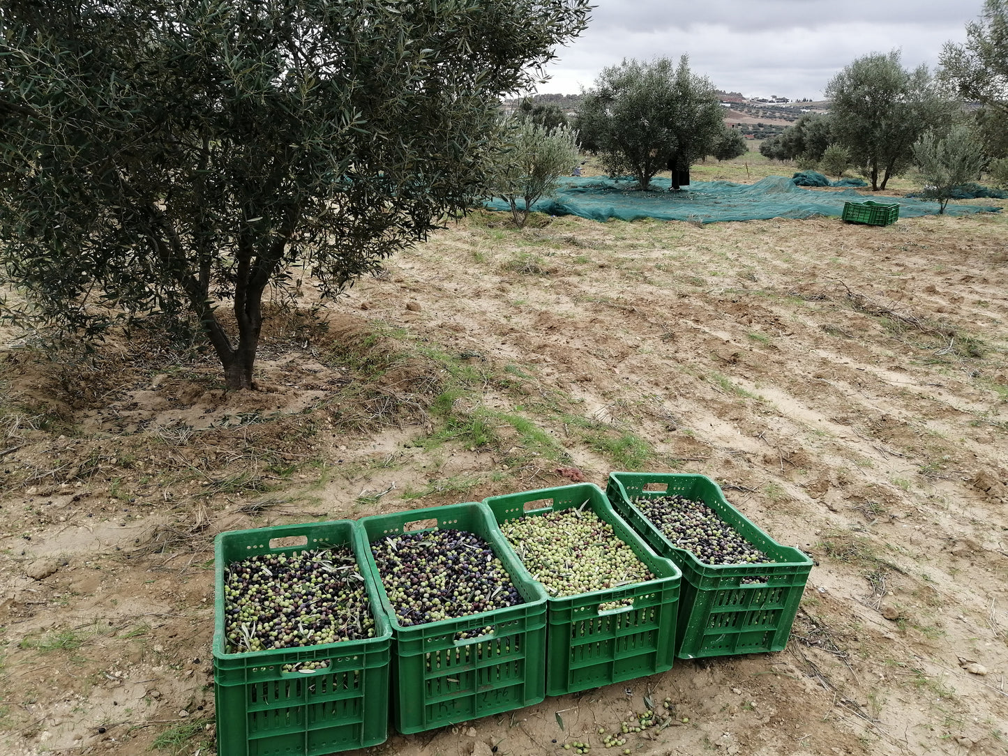 250 ml Premium Extra Virgin Olivenöl Ernte 2022/2023 - Phönizier Liquid Gold - Chetoui Olivenbaum niedriger Säuregehalt & hohes Polyphenolgehalt