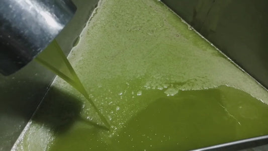 Ernte 2021/ 2022 Phönizier Liquid Gold - CHEMLALI Natives Olivenöl Extra Virgin 750 ml niedriger Säuregehalt